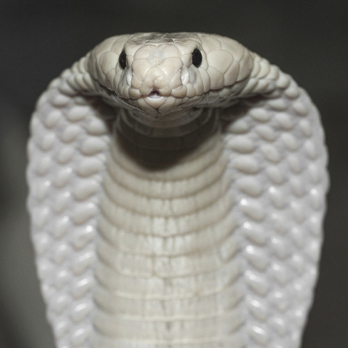 To sssselebrate Sssserpent Day we’re throwing it back to 2014 when a leucistic monacled cobra 