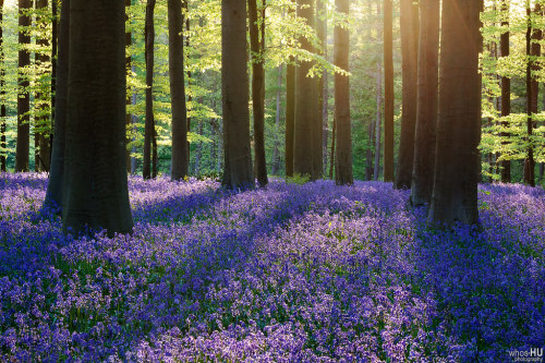 drxgonfly:Blue Carpet & Fairytale Forest (by Chung Hu)