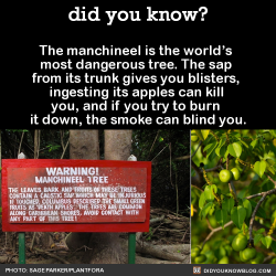 scarlettglaciers:  did-you-kno:  The manchineel is the world’s most dangerous tree. The sap from its trunk gives you blisters, ingesting its apples can kill you, and if you try to burn it down, the smoke can blind you.   Source   I want one