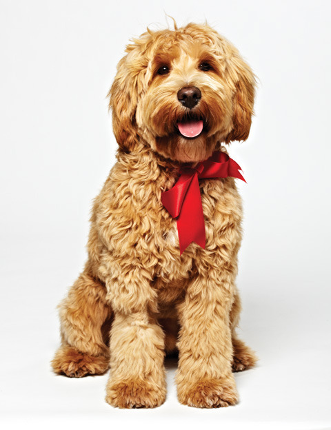 Ganaraskan puppy - bred in Port Hope, Ontario - a mix of schnauzer, poodle, cocker spaniel and bicho