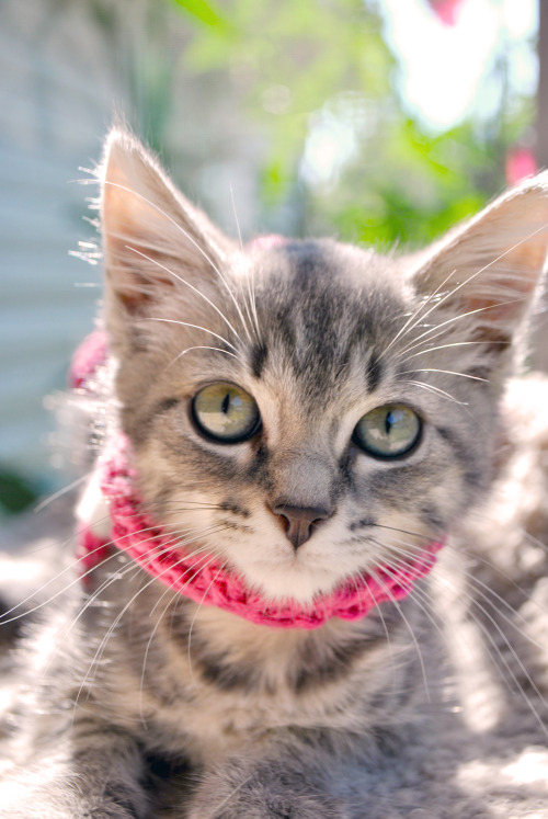 Jean Grey at Animal Rescue Center of Bay County