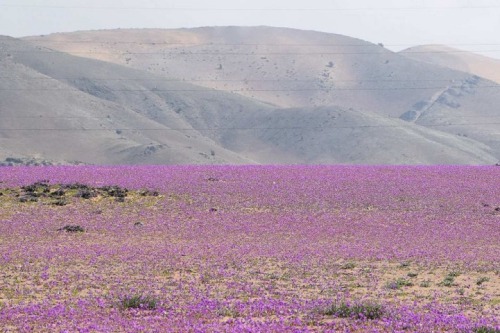 landscape-photo-graphy: One of the Driest Deserts on Earth Blooms with Life and Color The Ataca