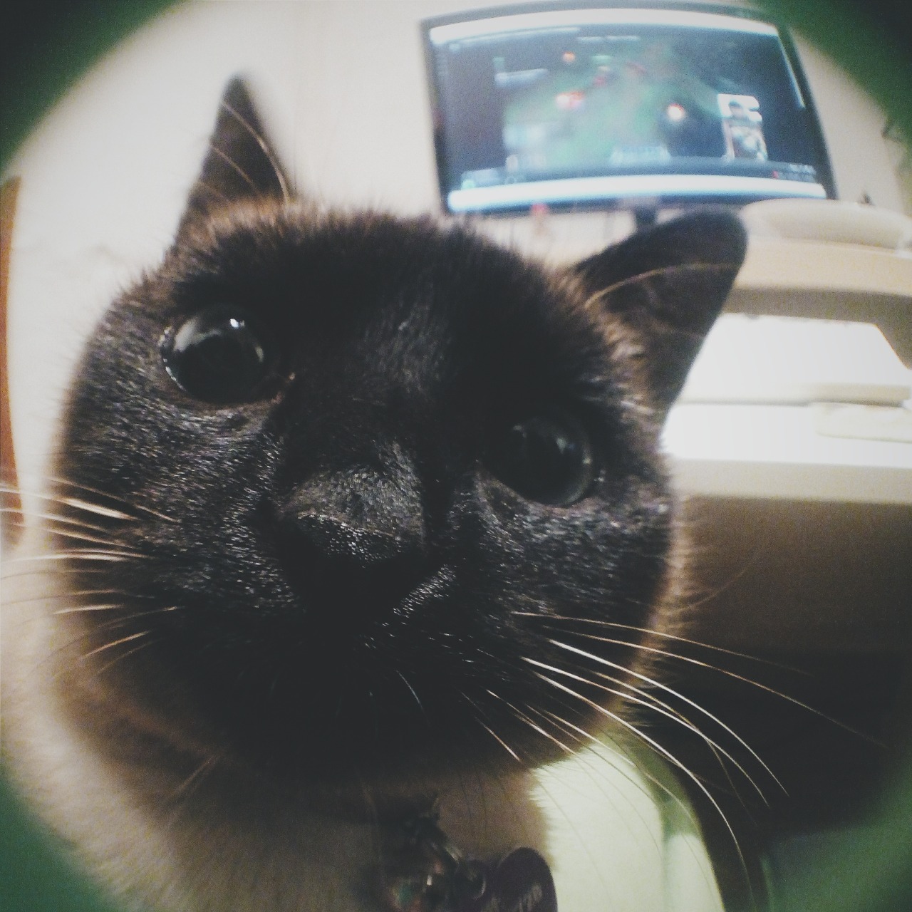derpycats:  did you say FISH eye?