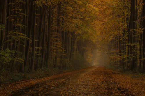 november mood @ Ulenburg forest by krwlms on Flickr.