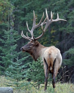 bchighlander:  always thinking about elk