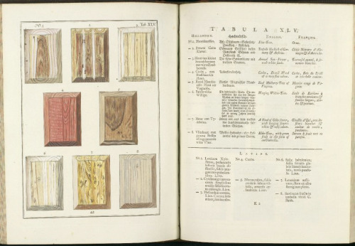 Icones lignorum, 1773. A book about wood In in dutch, german, english, french and latin. Unknown art