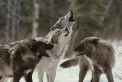 wolveswolves:   The Sawtooth wolf pack (Gray wolves) Picture by Jim and Jamie Dutcher 