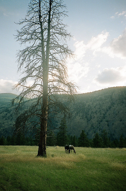 oh-haroo:  Follow me for more vertical nature and landscape!