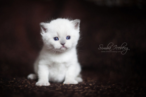 The first photos of our cute kittens (27 days old) :) Boy 1 - Simba Iceberg HarryScottish Strai