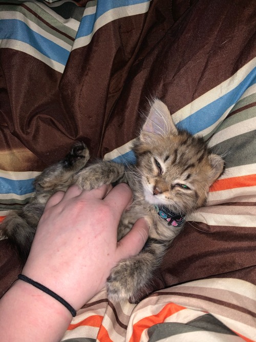 Im So Sorry To Disappear And Come Back Just For This, But I Have To Get My Cat, Koda, To The Vet To Get
