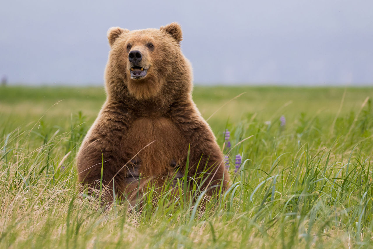 bears&ndash;bears&ndash;bears:  Posing Momma by Kevin Fohrer 