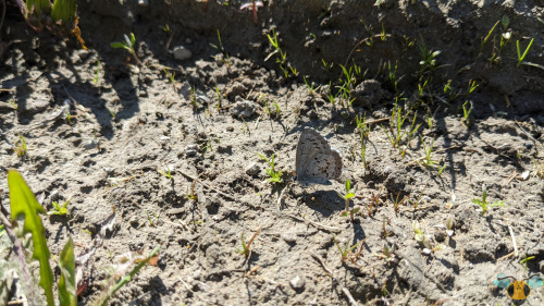 Lucia Azure Butterfly - Celastrina luciaHere’s a fun-looking specimen, and a more glamoro