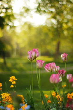 floralls:  Carl Zeiss blog feature (by nina’s clicks) 