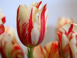 sixpenceee:  The following are tulips infected