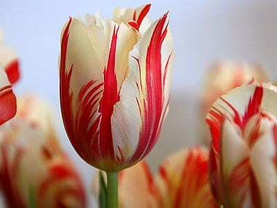 sixpenceee:  The following are tulips infected with a virus. The virus infects the bulb and causes the tulip to break its lock on a single color, resulting in intricate bars, stripes, streaks, featherings or flame-like effects of different colors on