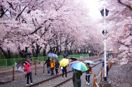 Sakura Rail by Shun DaddyVia Flickr:櫻花路軌