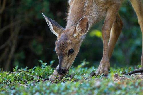 Black-tailed Fawn-_MG_2479 by Doug’s Travel & Nature on Flickr.