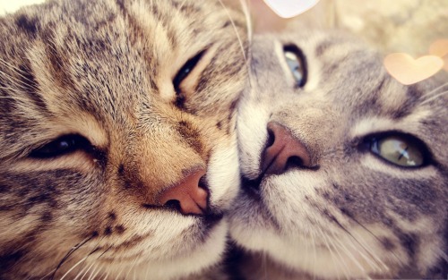 things-and-stuff-etc: de-lila-a-medio-dia: Cats in love.  ♥ ✨Relationship Goals✨