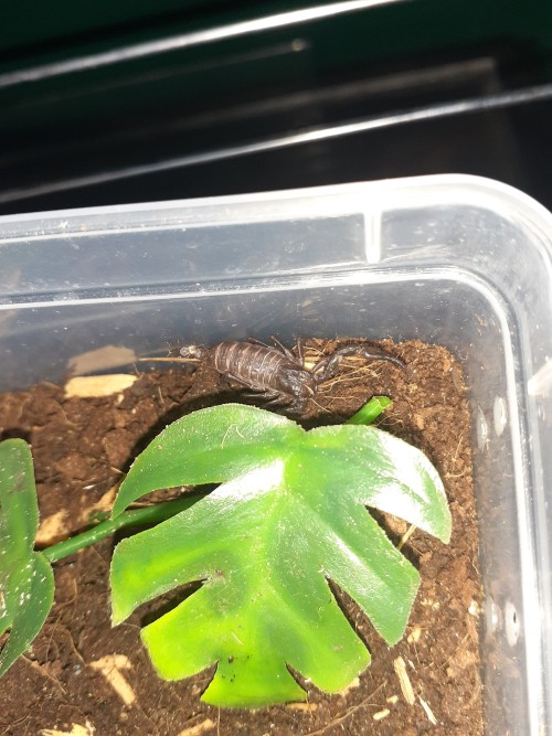 Baby Scorpions Photodump