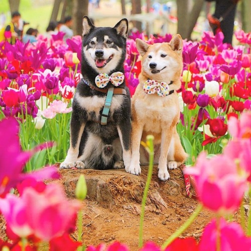 fishmanbowl-blog: lucasthevaliant: These are some good doggos  So cute 