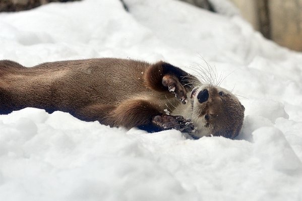 maggielovesotters:Otter has fun in the snow  Source: https://twitter.com/wonderfulzoo_k/status/693974993781194752Ahhhhcute