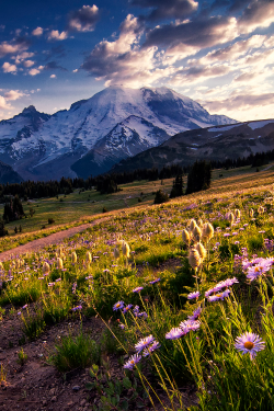 expressions-of-nature:  In the Meadow | Mount