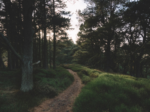 Thrunton Woods and Long Crag, Northumberland, England.