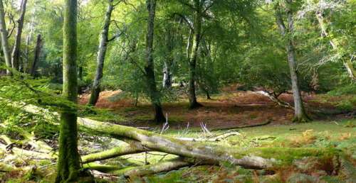 New Forest NP, Hampshire, England by east med wanderer 