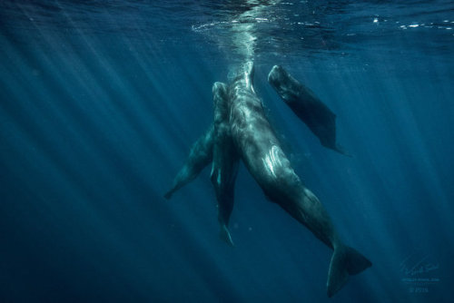 end0skeletal:Pod of Sperm Whalesby Vitaly-Sokol
