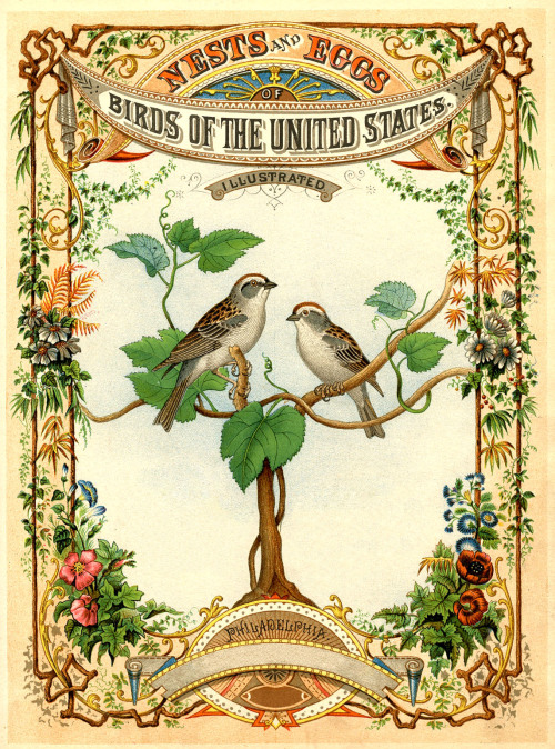 modernizor:Illustrated Atlas / Birds of the United States / Nests and Eggsvia thegraphicsfairy.com