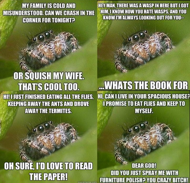 Poor, misunderstood spiders.
IFLS