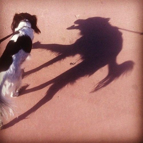 givemeinternet:  Some dogs have a dark side