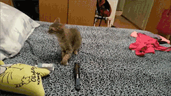 sizvideos:  This kitten lets out a big sneeze