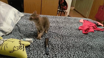 sizvideos:  This kitten lets out a big sneeze and scares its brother! (Video) 