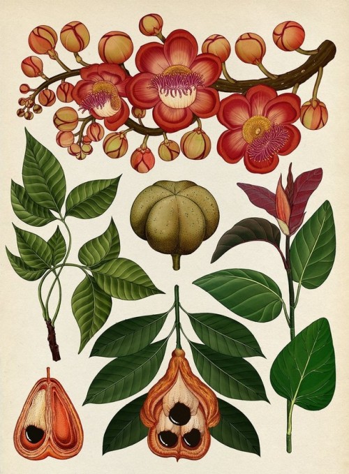 botanical-inspiration:Botanicumby Professor Katherine J. Willis, Kathy Willis, Katie Scott (Illustra