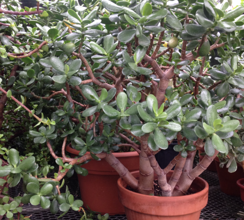 fawnscout:jade plants are my favorite