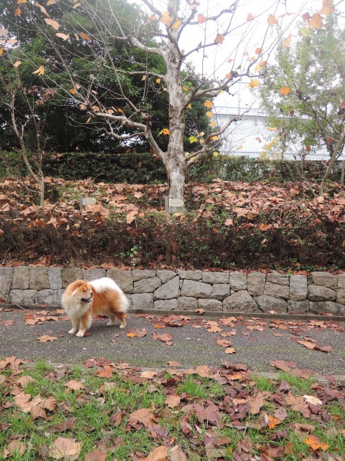 alliwannadoisbangscrew:  chow29dora:  いつもいつも小さいサイズばかりだけど、この日はアタチにぴったりな大きくて茶色い帽子が落ちていたから拾ったの。頭にのせるとどこか河童っぽいこの葉は、プラタナスって種類らしい。Dorami picked up