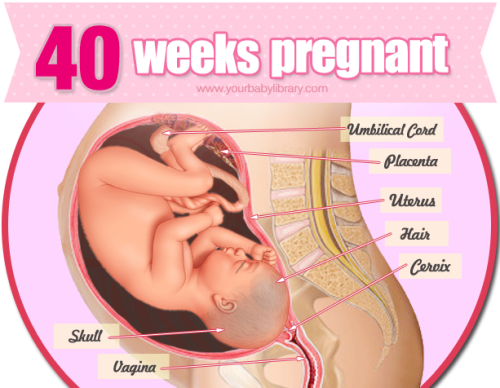 By the time you’re 40 weeks pregnant you’ll most likely be very anxious to see the end of your pregn