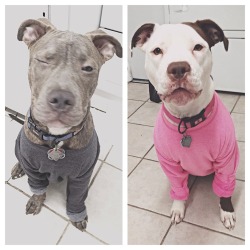 nicevagina:  blood—money:  My very dangerous pit bulls being very dangerous. Dangerously stylish.  aw lil babies