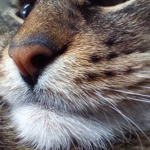 Up Close & Personal with My Beautiful #bengalcat …#lovemycat #bengal_cats #bengal_featu