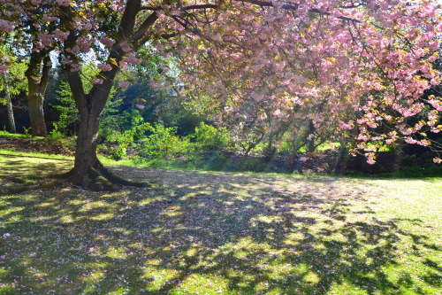 Cherry treeQueen Street Gardens, EdinburghScotland