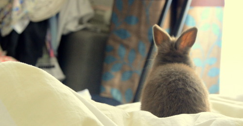 sokeeponmarching:  Cookie is just chillin on my bed.  He’s 11 weeks old now :). 