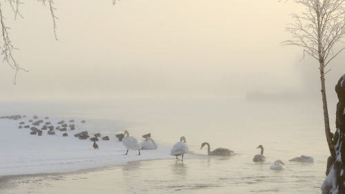 Foggy day with majestic friends, swan family and mallards chilling. I managed to take a video of the