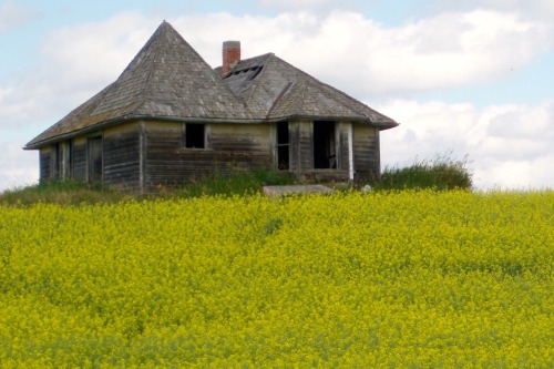 Abandoned Farmhouse in a Blooming Field of Canola, Central Saskatchewan, 2006.