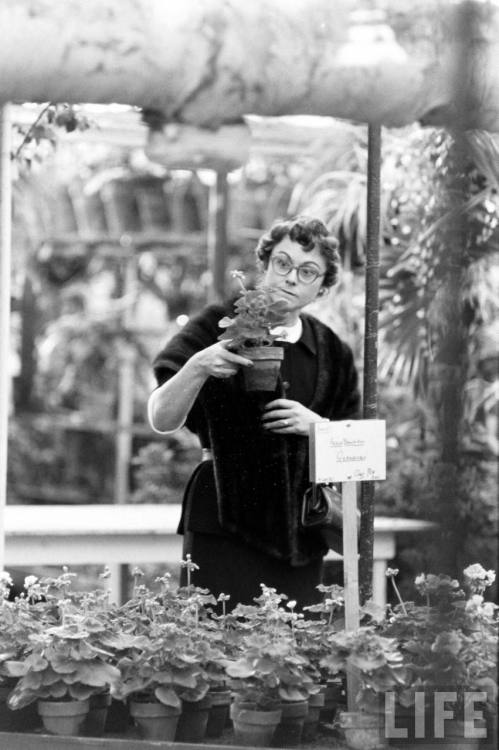 Shopping for flowers to plant(Al Fenn. 1959?)