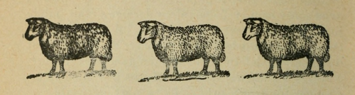 nemfrog: Sheep. Cas de sorcellerie. 1911.Internet Archive