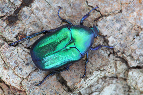 onenicebugperday:Jewel rose chafers, Cetoniinae, Scarabaeidae1-3. Protaetia speciosissima4-5. Protae