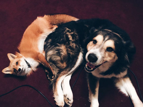 awesome-picz:    Pet Fox Becomes Best Friends With A Dog.