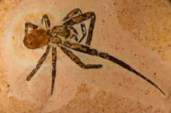 fossilporn:  For #FossilFriday from FossilDetective on Twitter - Is it #FossilFriday already? Ah well, here’s a Cretaceous spider from the Crato Formation of Brazil. Be sure to follow the Fossil Porn Tumblr Blog for more great fossil photos, links