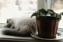 athyriumotophorum:  My cat snoozing next to my plant. 